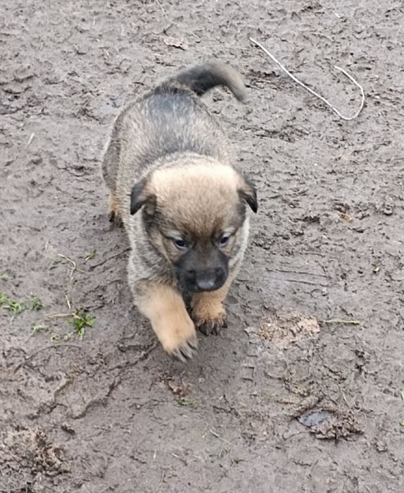 Віддам собачок(хлопчики)