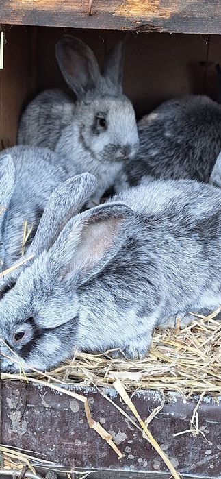 Sprzedam króliki jasnosrebrzyste wjs