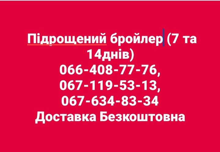 Підрощений бройлер 7 -14днів Безкоштовна доставка по Волині та Рівненщ