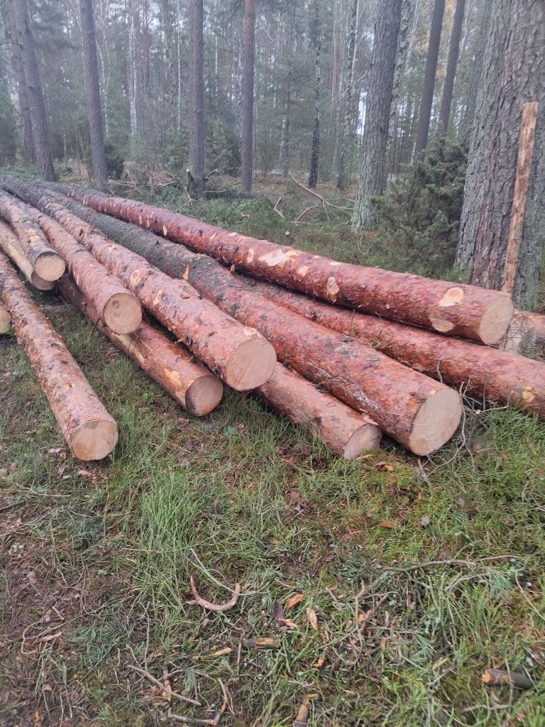 Drzewo Tartaczne Wielkowymiarowe i Sredniowymniarowe