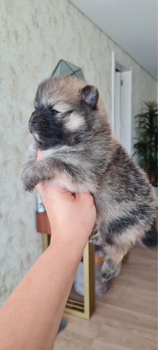 Menino Lulu da Pomerânia mini de Qualidade