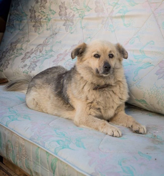 Отдам даром в добрые руки собачек