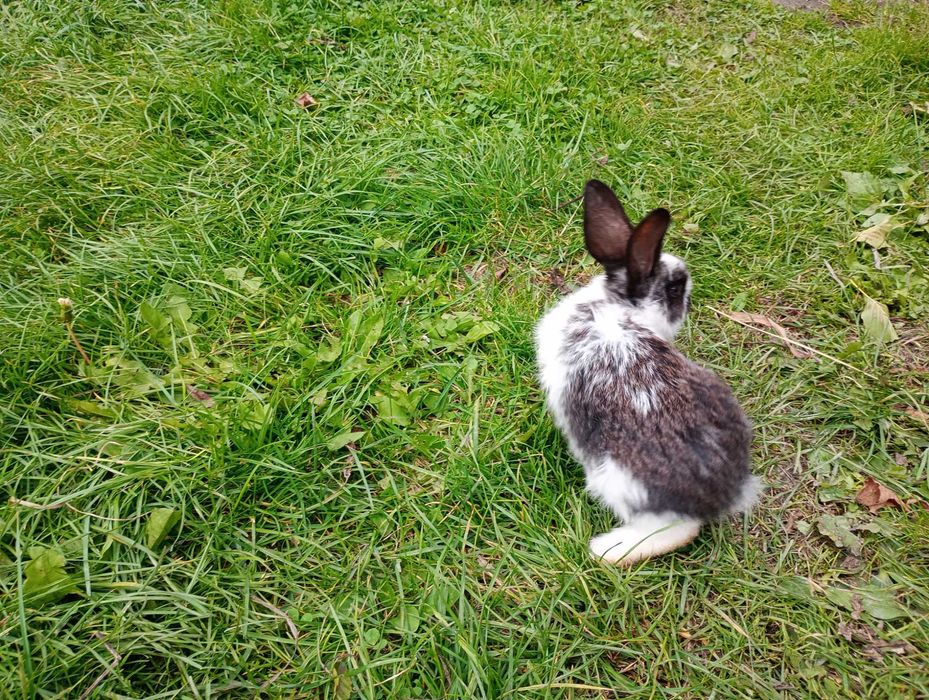 Króle króliki samce samice