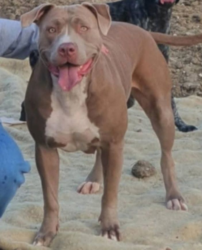 American Staffordshire fêmea