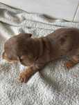 Teckel macho arlequim chocolate