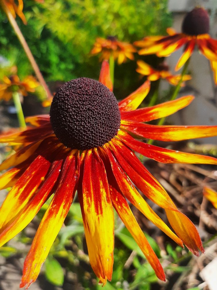 Rudbekia obficie kwitnie od lata do jesieni  różne kolory sadzonki