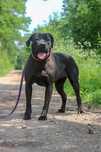 Cane corso suczka do adopcji