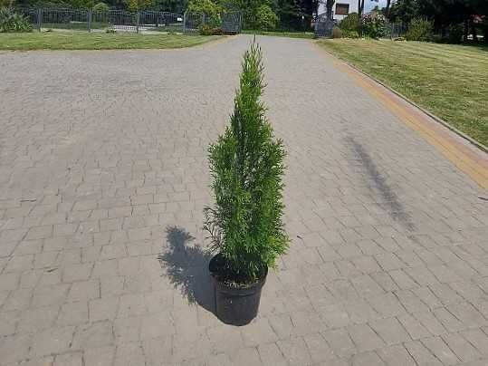 Thuja Smaragd 50,60,70,80,90,100 cm! Tuja Szmaragd! Tuje! Transport!