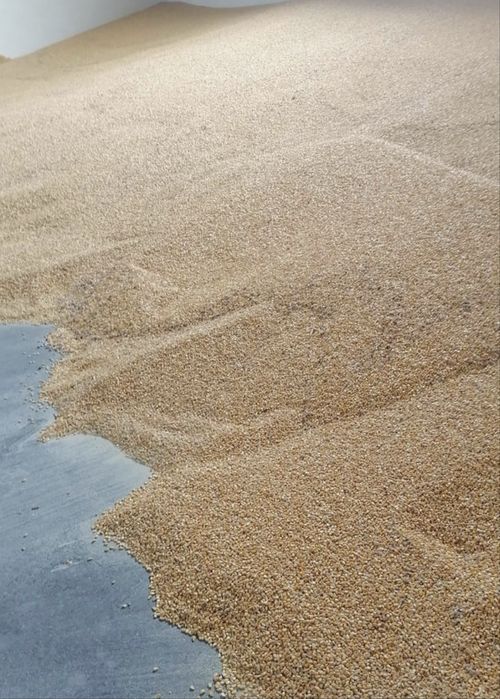 Кукурудза, сухе зерно кукурудзи від 1т