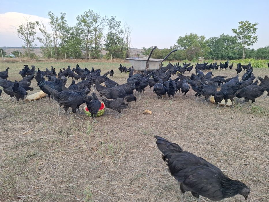 Продам Черный кури