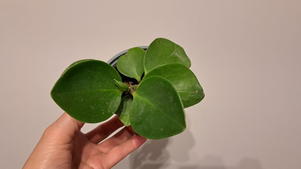 Паперомія туполиста