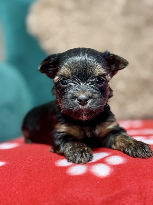 Yorkshire terrier suczka z rodowodem