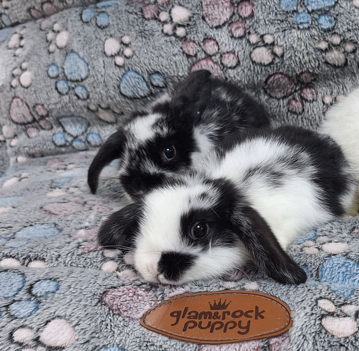 Króliczek Baranek Mini Lop samczyk.
