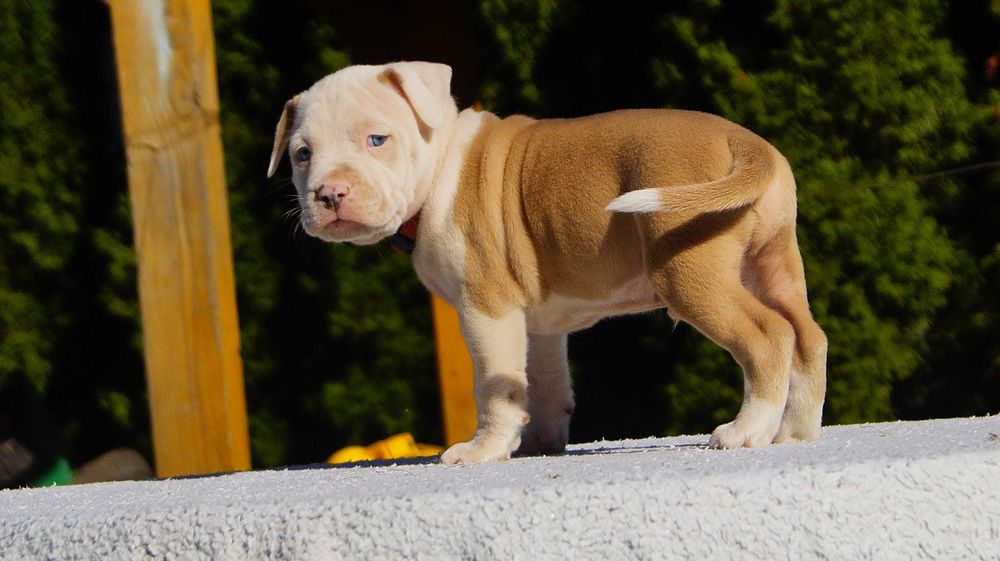 Lexus, szczeniak Amstaff, białogłowy samiec z rodowodem, cudo