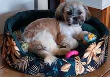 Pies rasy shih tzu – tricolor