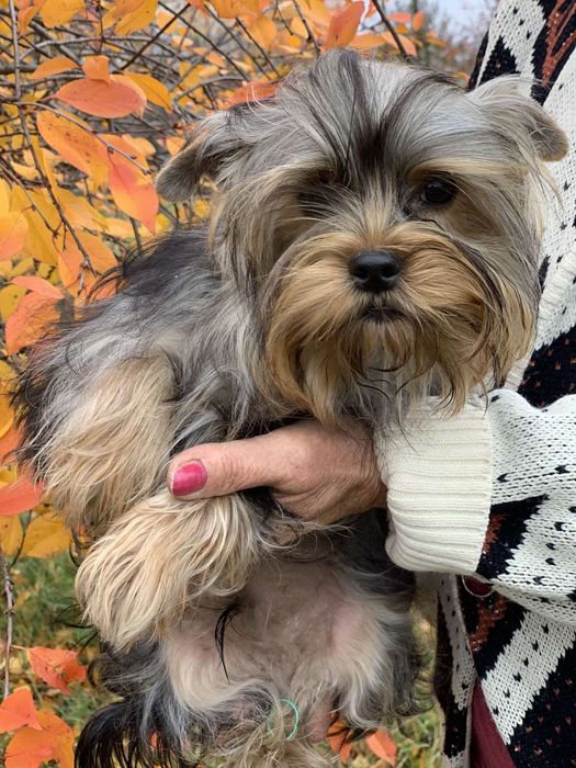 Хлопчик красунчик