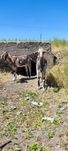 Продам молодого козлика.75%нубийской крови.