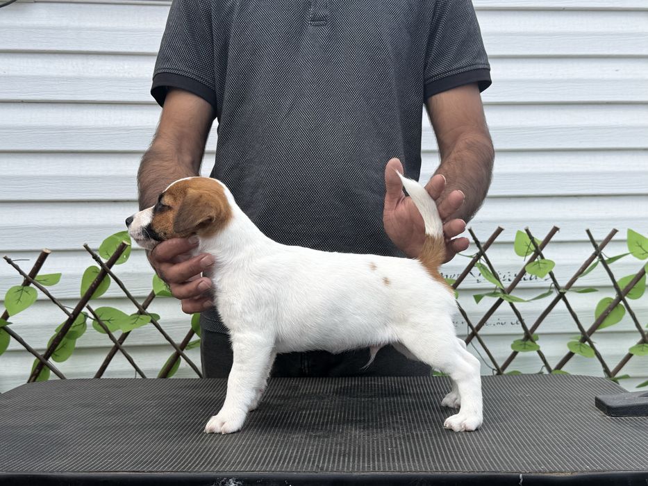 Jack russell Terrier