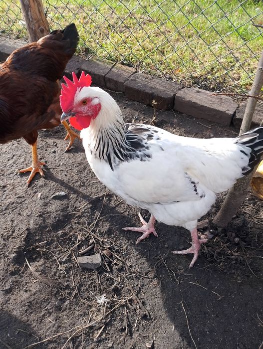 Piękne koguty czystorasowe Sussexa i karmazyna (Rhode Island Red)