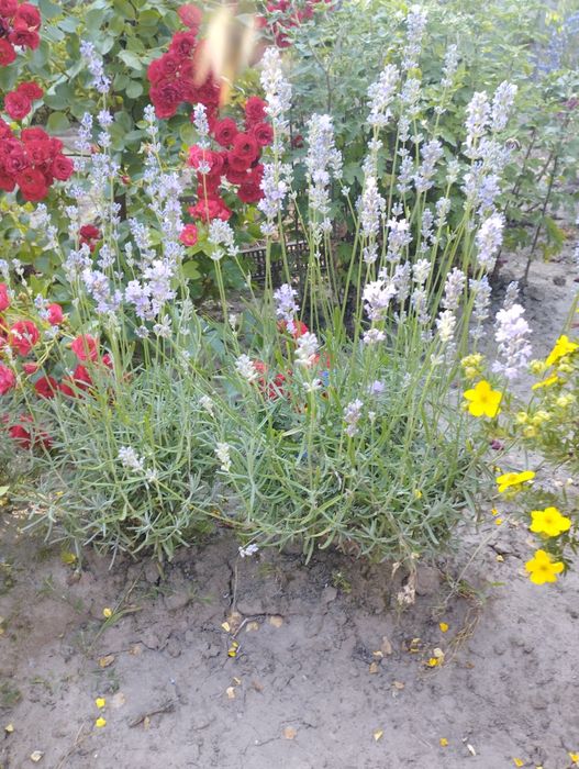 Лаванда англійська, сорт Хемус.