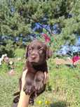ARIEL ATOM czekoladowa suczka labradora