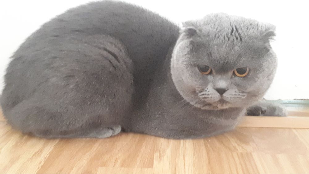 Macho scottish fold para acasalar