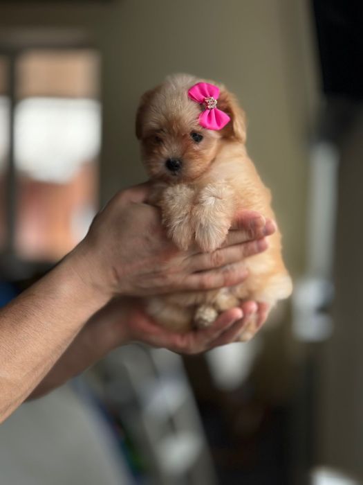 Справжня радість мальтіпу. Мальтипу _