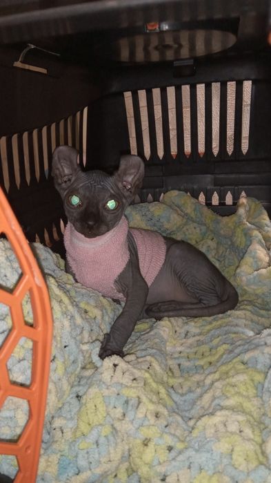 Канадский сфинкс