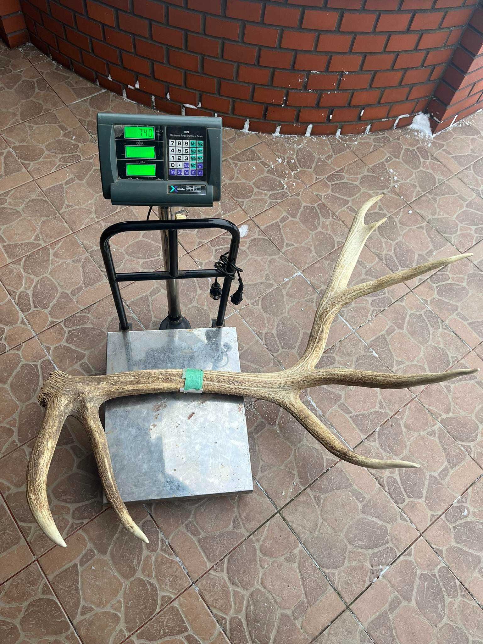Poroża jelenia kanadyjskiego 14,40kg