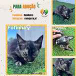 Gatinha para Adoção - Fofinha