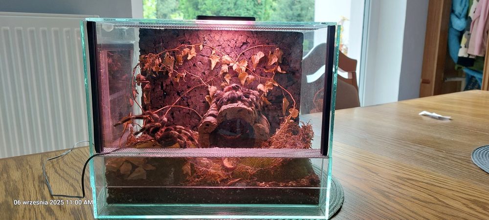 Terarium dla pająka.