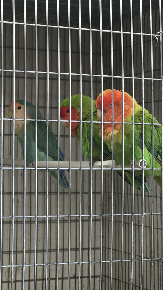 Agapornis roseicollis