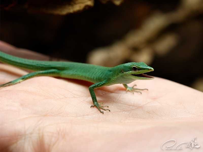 Jaszczurka trawiasta Takydromus dorsalis