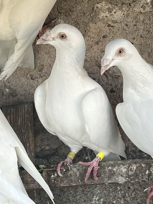 Gołębie pocztowe samce białe na Glazer