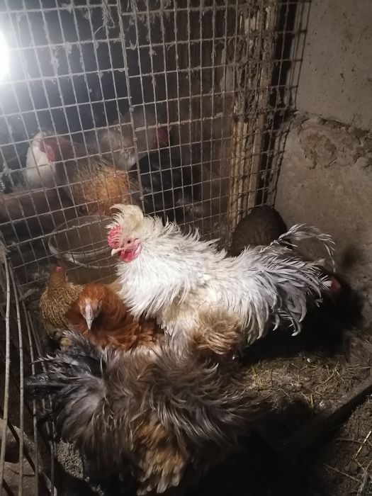 Куры корольки помеси выставочный пород