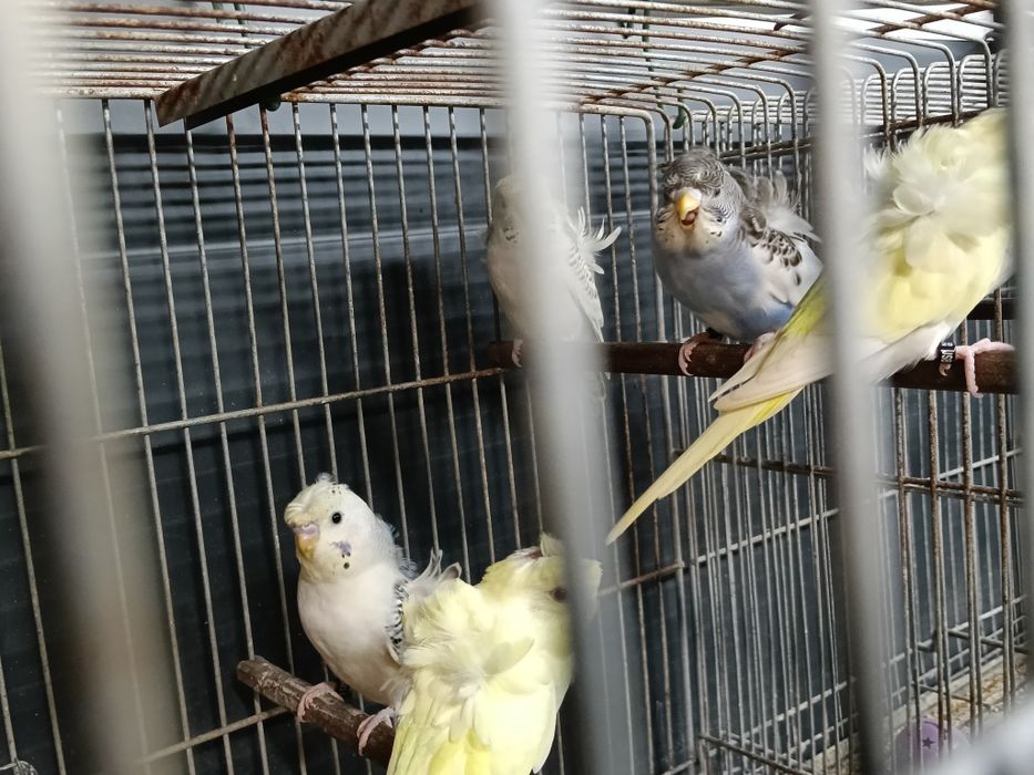 Piriquitos hogoromos e asas negras