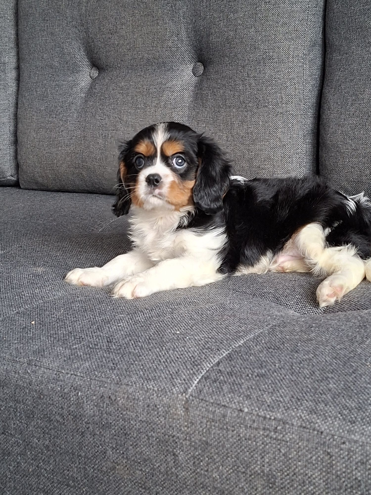 Cavalier King Charles Spaniel piesek