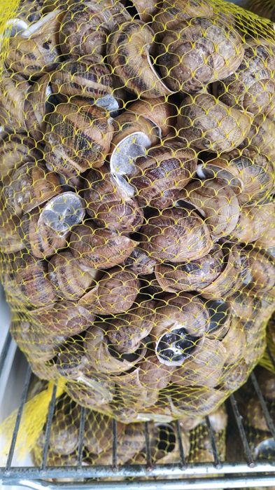 Rolo de Rede para embalar Caracóis ou Moluscos.