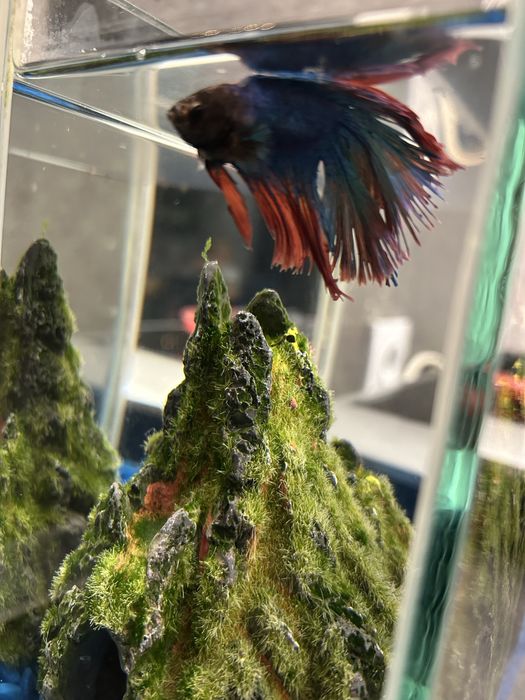 Bojownik+akwarium+karma