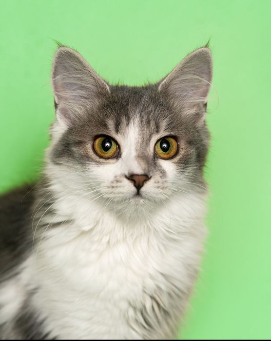 Чарівне пухнасте кошеня