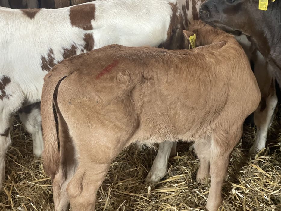 Cielaki byczki jałóweczki odsadki opasy