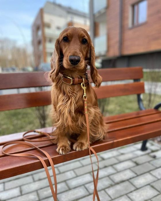 Piękny szczeniak  suczka Cocker Spaniel Angielski