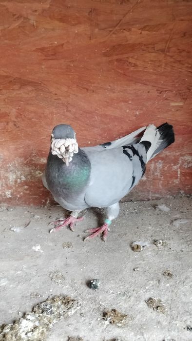 Gołębie staropolskie