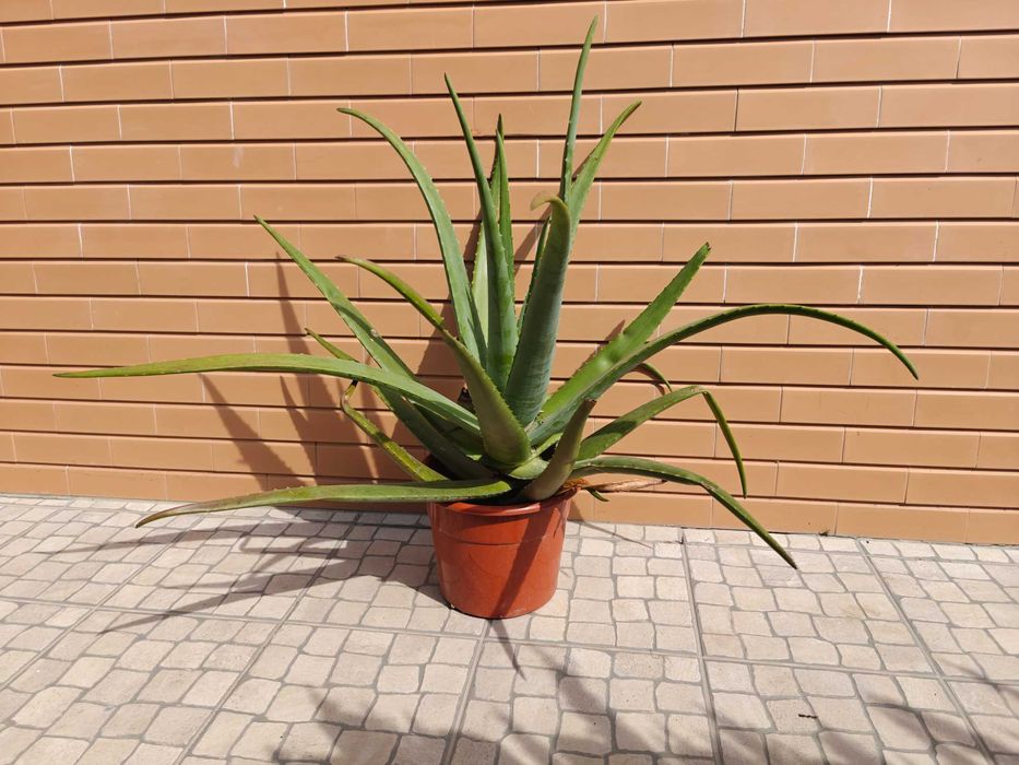 Planta aloé vera