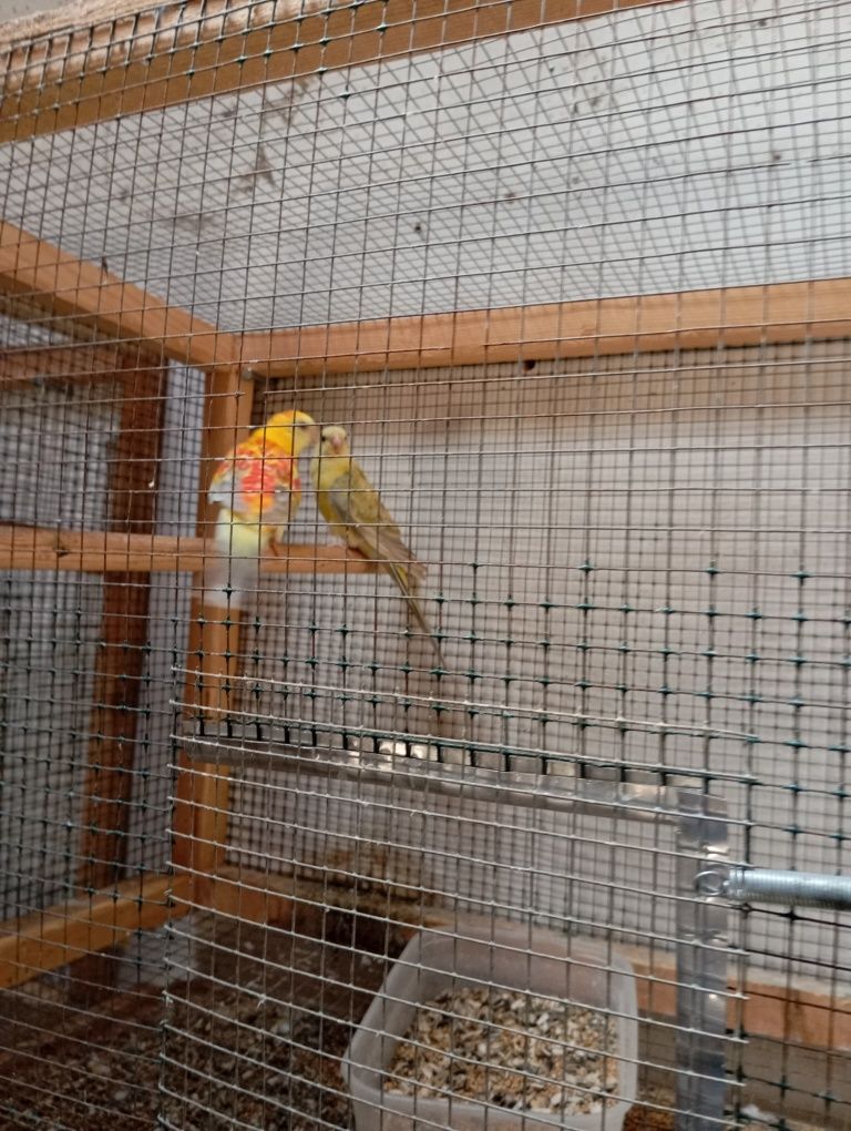 Pyurras e red rumped