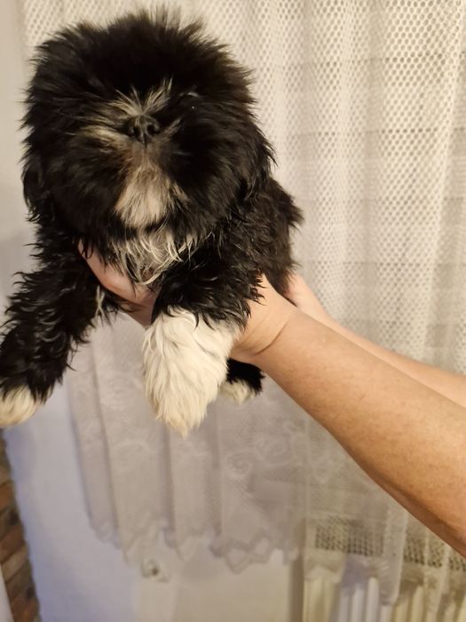 Przepiękne szczenięta