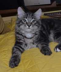 Rodowodowy kot syberyjski * kocurek Denis * rodowód FPL/FIFE
