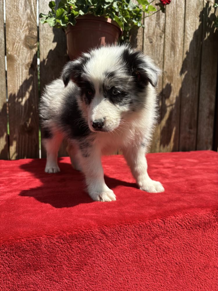 Border collie- suczka blue merle