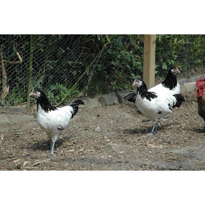 Galinhas de raça (apenas para troca)