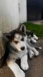 Sunia Husky niebieskooka